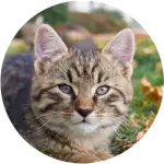 Pflegepaket für Katzen