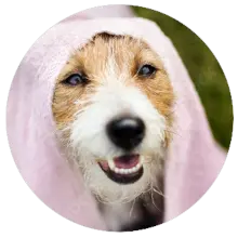 Pflegepaket für mittlere Hunde