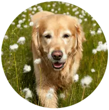 Pflegepaket für große Hunde