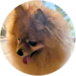 Pflegepaket für kleine Hunde