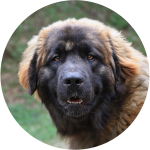 Pflegepaket für sehr große Hunde